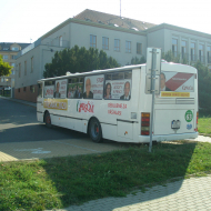 Stojící Třešňák u KD